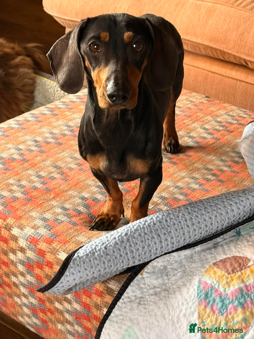 Dachshund dogs for adoption: DOTTY - Advert 2