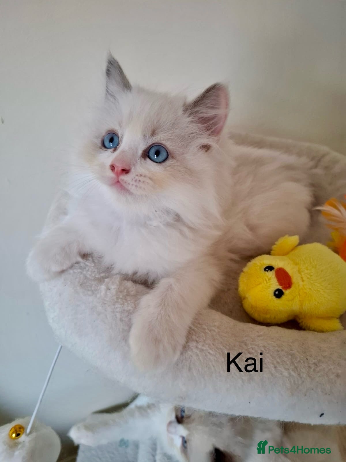 Ragdoll cats Purebred Ragdoll Kittens - TICA - YORKSHIRE - Advert 2
