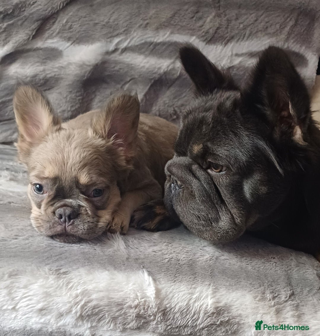 French Bulldog dogs for sale: Unique-Lilac French Bulldog Puppy-Batman Markings - Advert 2