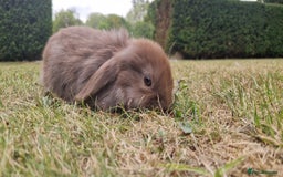 English Lop rabbits for sale: 6 adorable bunnies £60 each ready for a fun home  - Image 19
