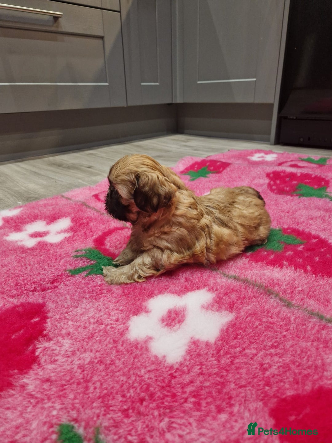 Shih Tzu dogs for sale: Shih Tzu Puppies - Advert 11