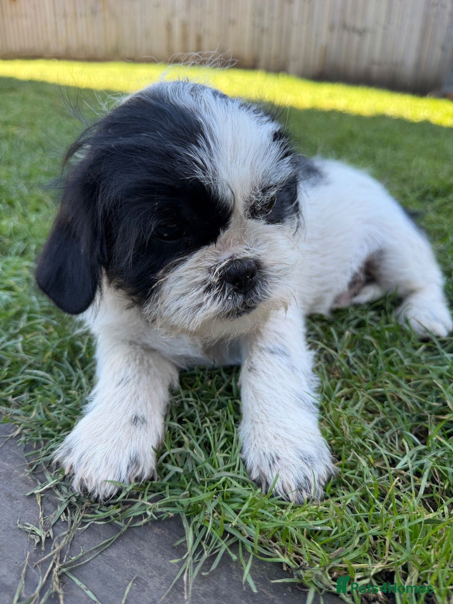 Shih Tzu dogs Shih tzu - Advert 4