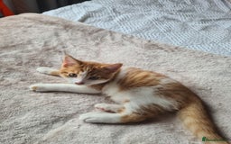 Mixed Breed cats for sale: White and ginger boy - Image 2