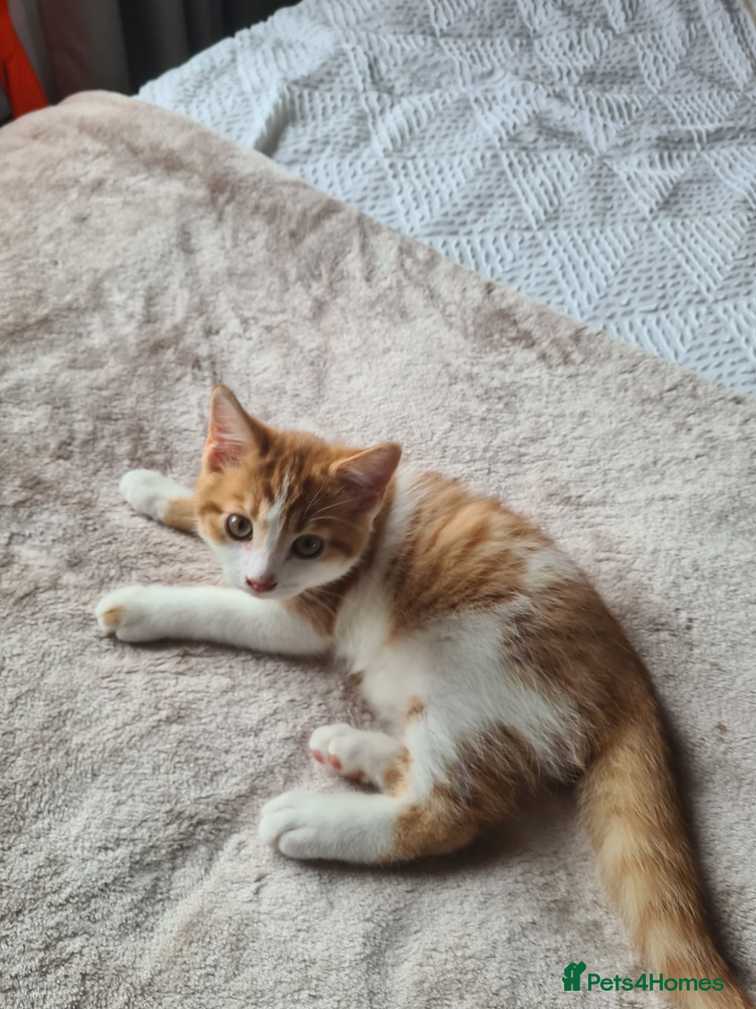 Mixed Breed cats for sale: White and ginger boy - Image 2