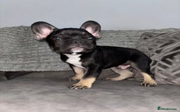 French Bulldog dogs for sale: 5 beautiful Frenchie’s 🐾  - Image 20