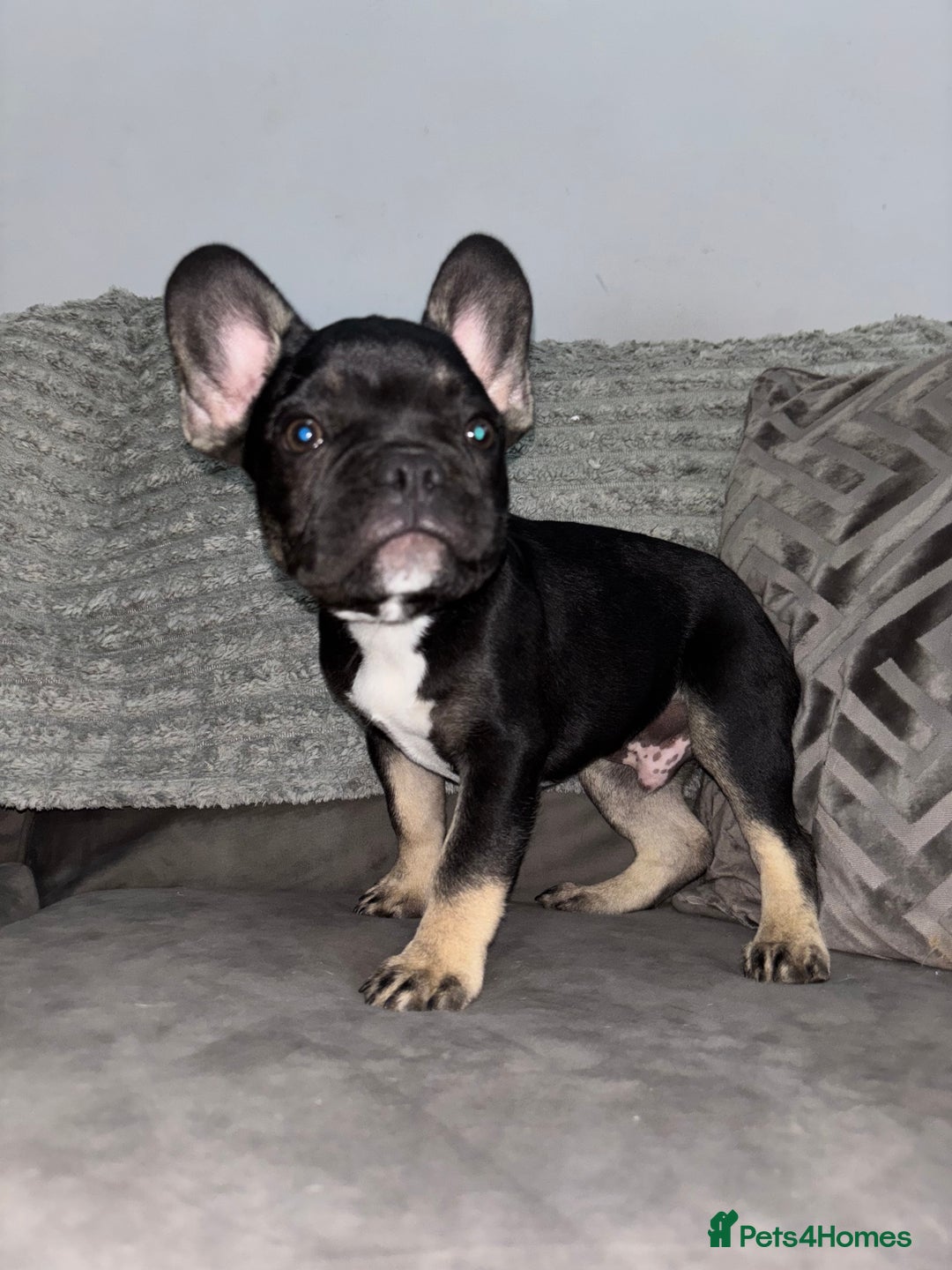 French Bulldog dogs for sale: 5 beautiful Frenchie’s 🐾  - Image 20