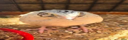 Quail poultry for sale: Hatching eggs sparkly and glitters  - Advert 2