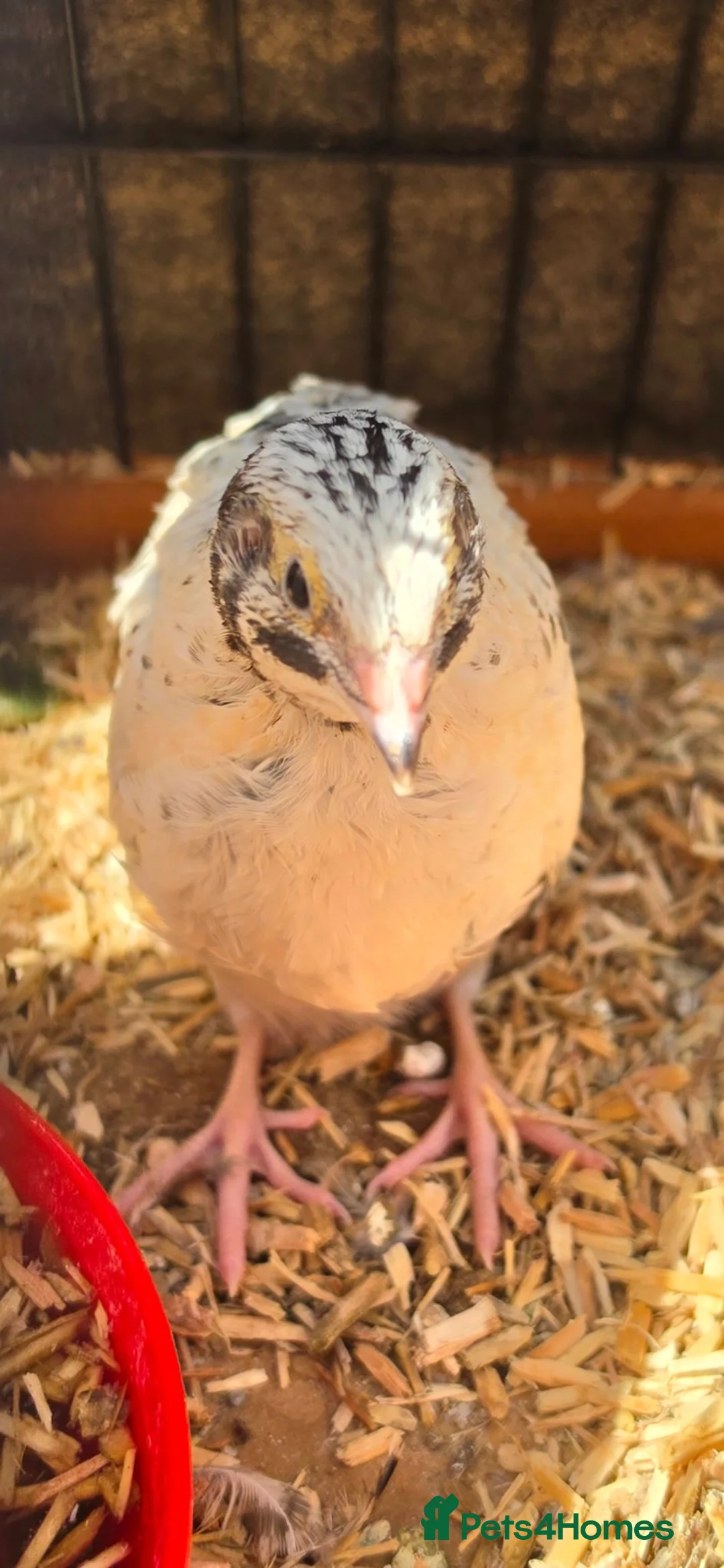Quail poultry for sale: Hatching eggs sparkly and glitters  - Advert 2