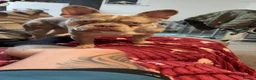 French Bulldog dogs for stud: Loki  - Advert 8