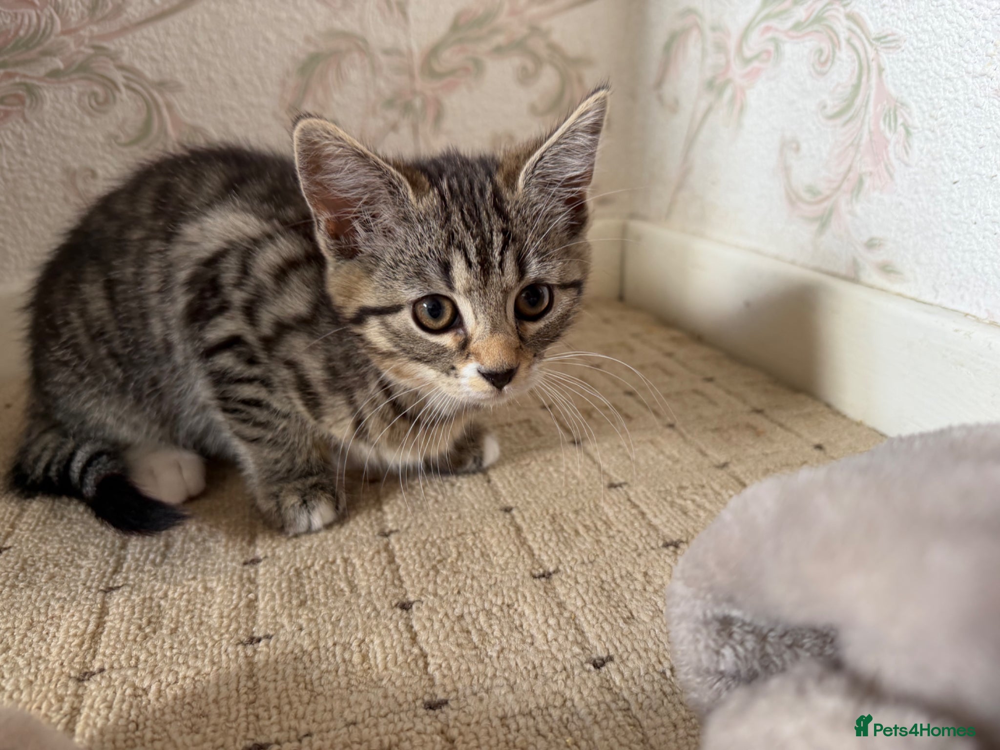 Mixed Breed cats Tabby kitten looking for there forever home - Advert 2
