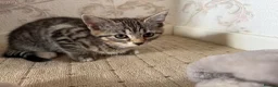 Mixed Breed cats for sale: Tabby kittens looking for there forever home - Advert 5