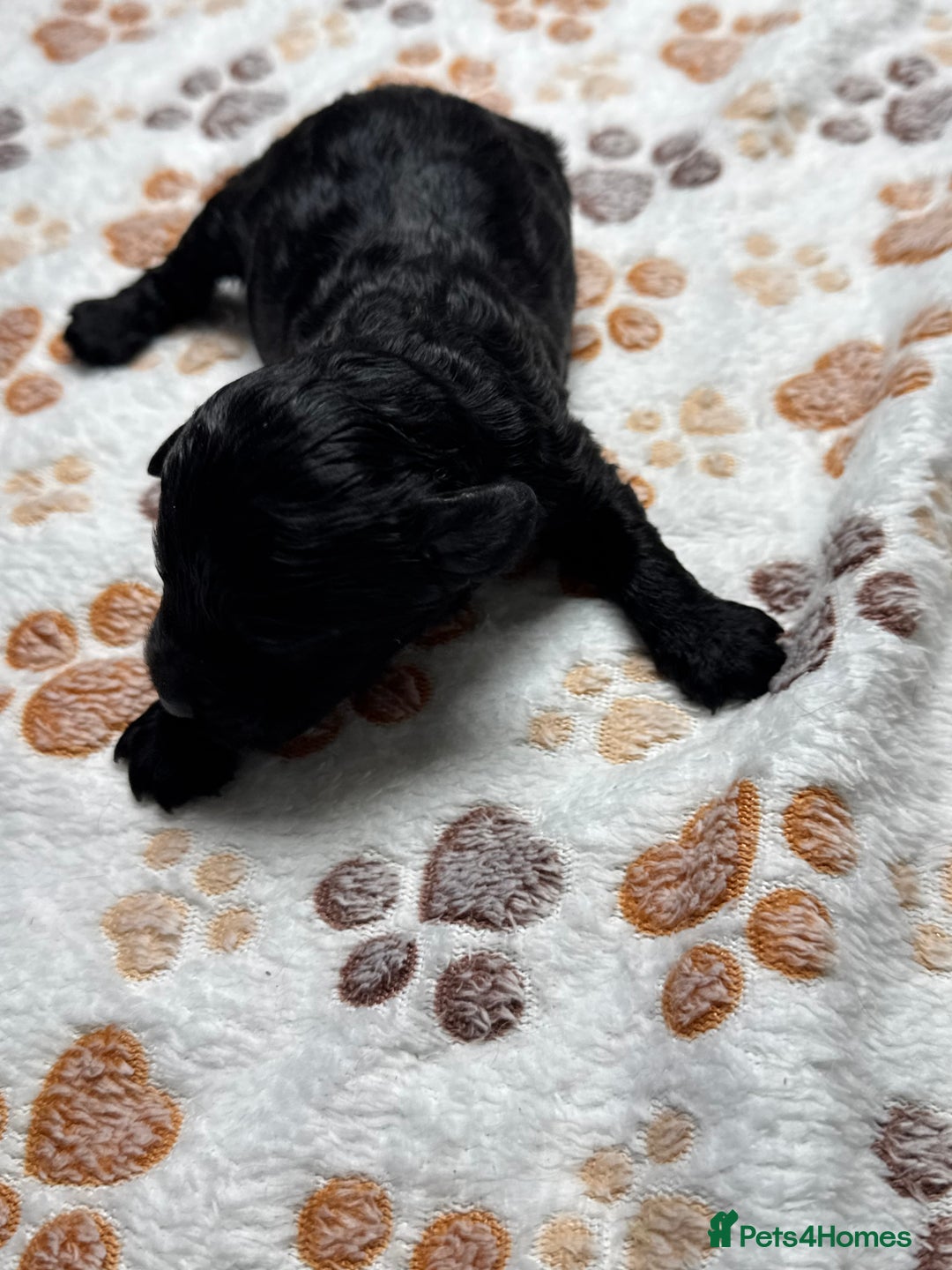 Cockapoo dogs for sale: Beautiful Fully Health Tested Cockapoos - Image 27