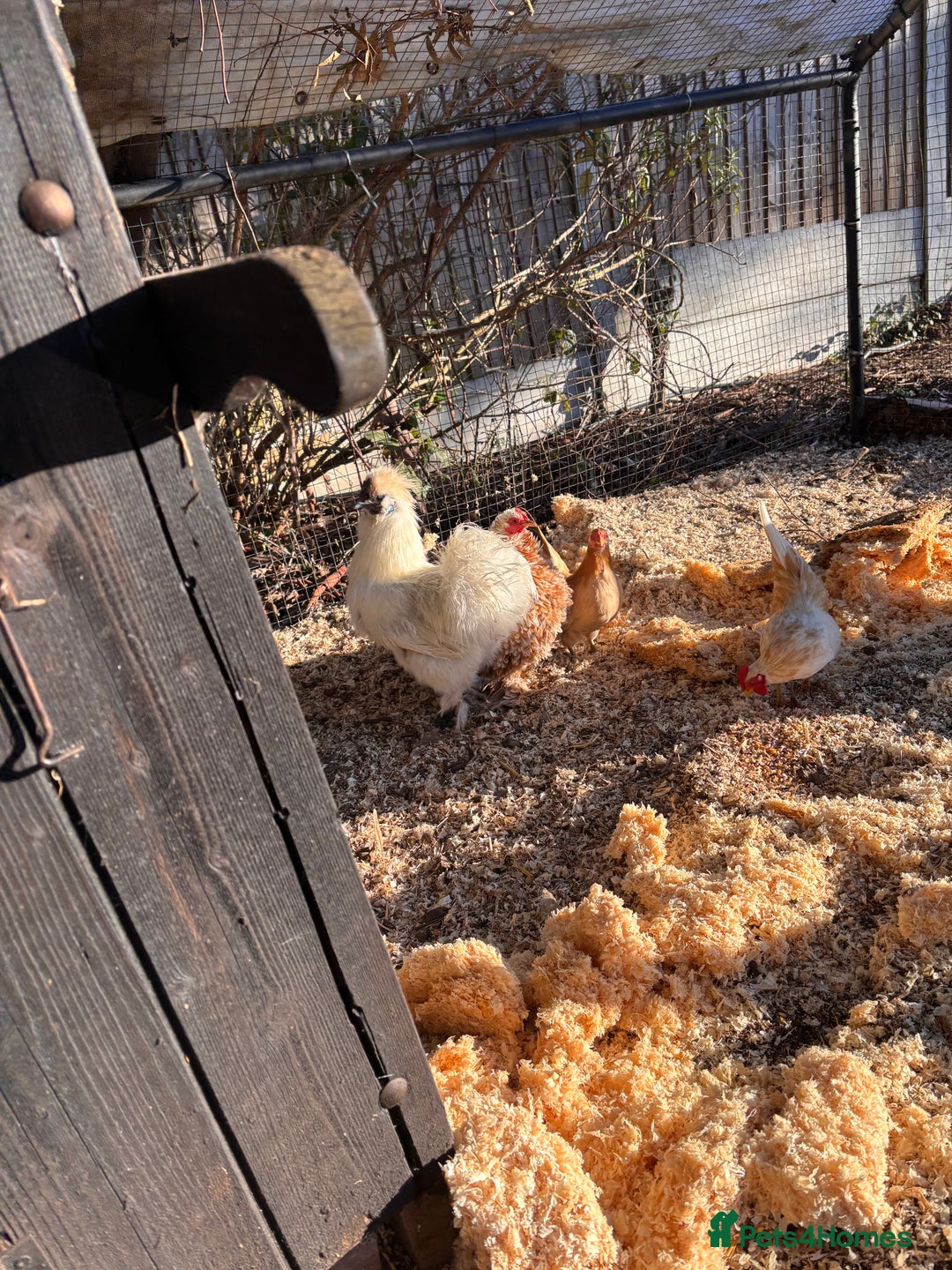 Chickens poultry for sale: FREE silkie cockerel - Advert 6