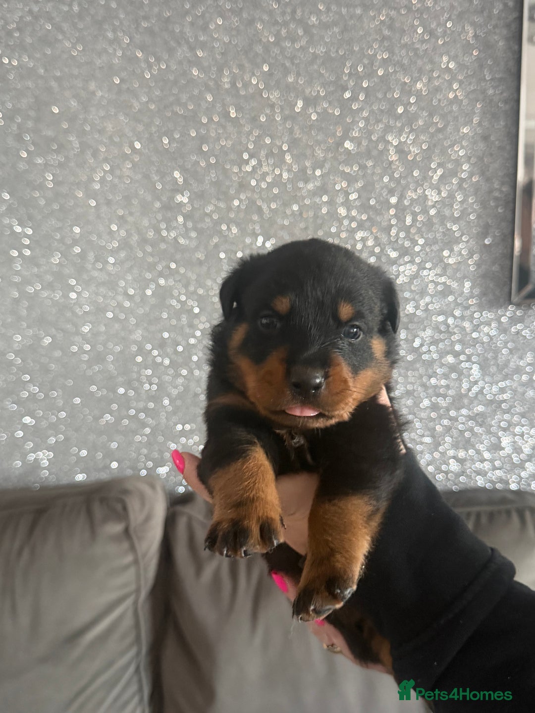 Rottweiler dogs for sale: 6 Rottweiler puppy’s  - Advert 2