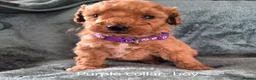 Mini Goldendoodle dogs for sale: Miniature Goldendoodle pups - Advert 9
