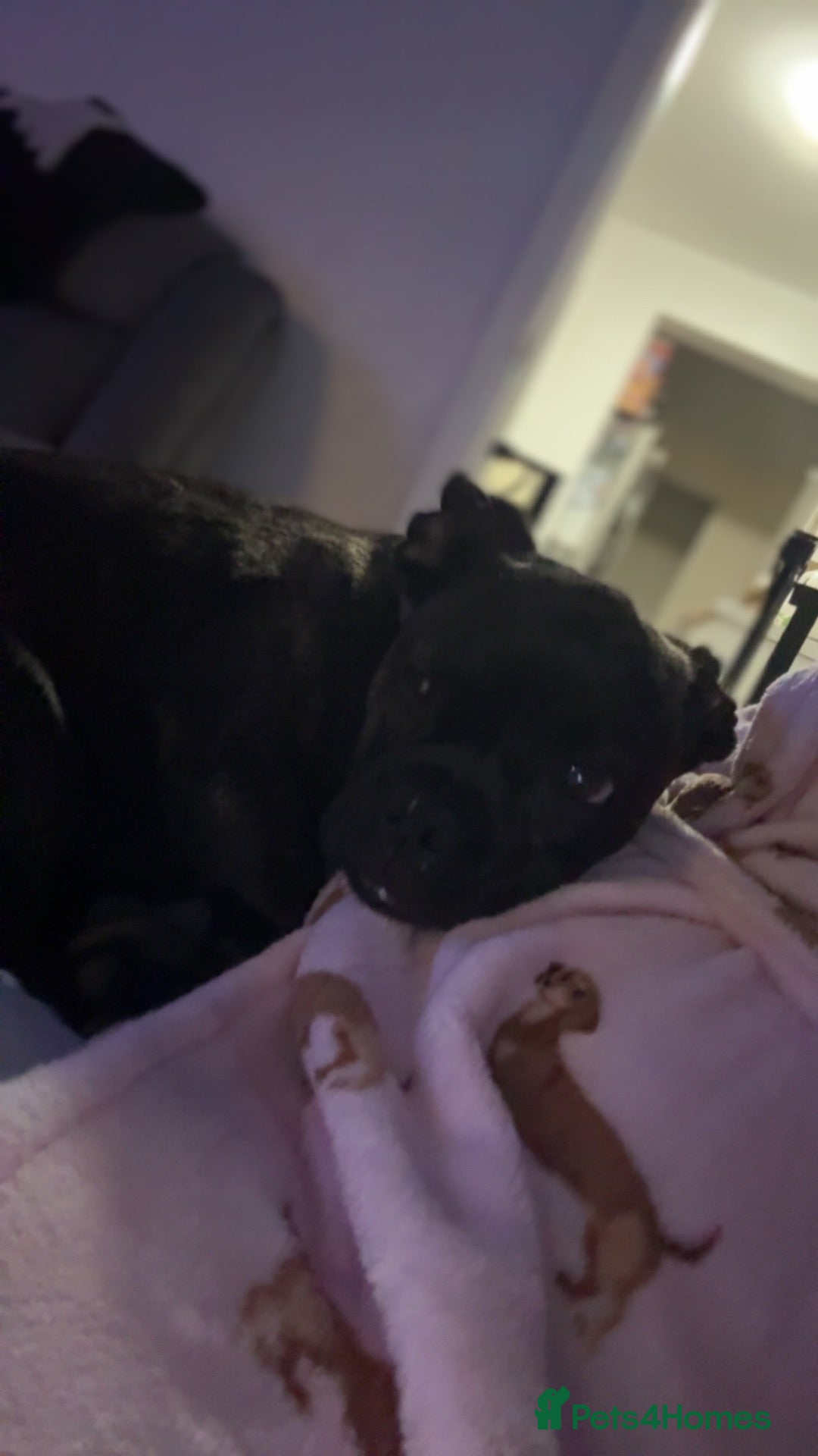 Mixed Breed dogs for sale: Coco Frenchie/bulldog - Advert 10
