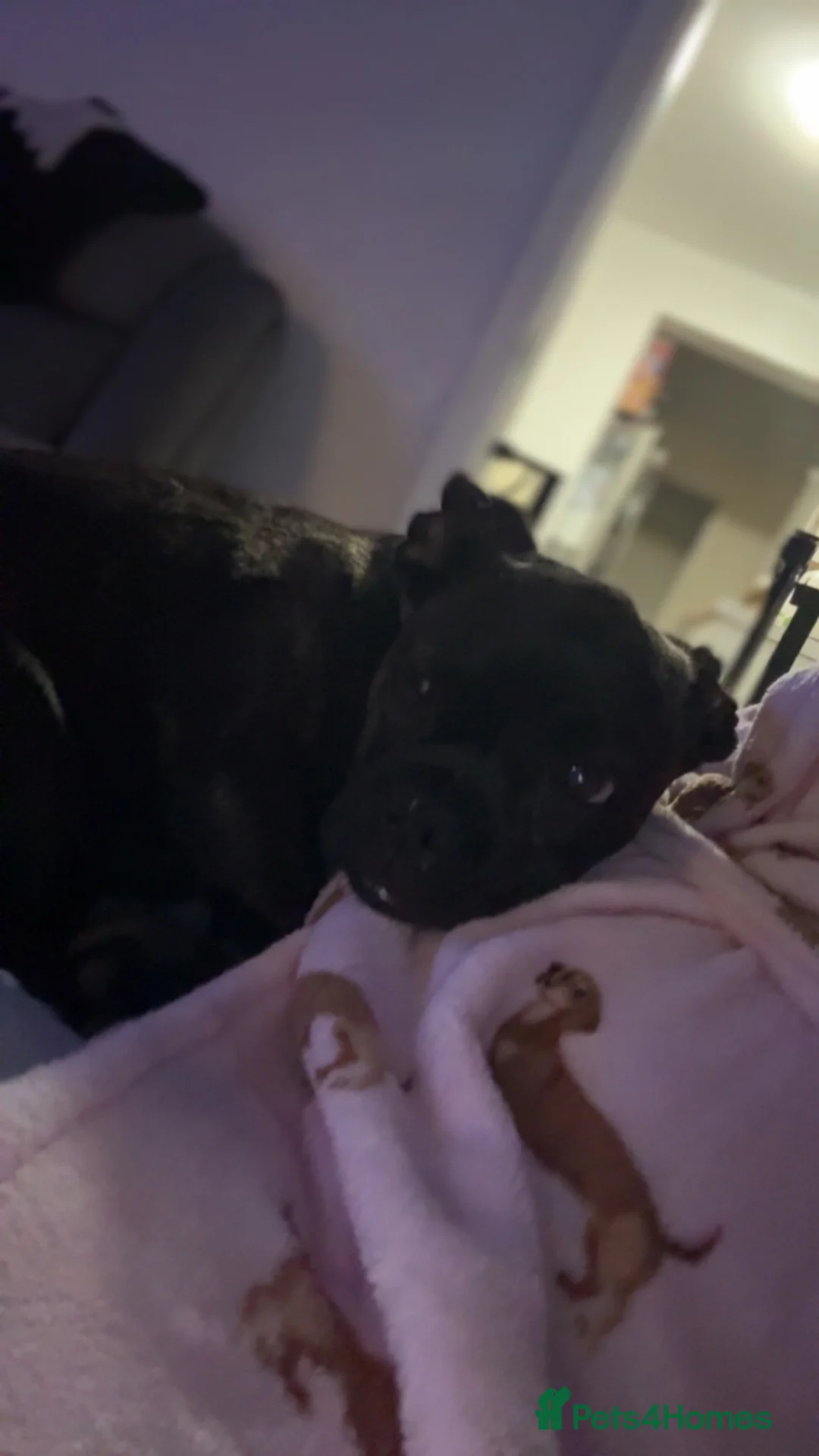 Mixed Breed dogs for sale: Coco Frenchie/bulldog - Advert 1