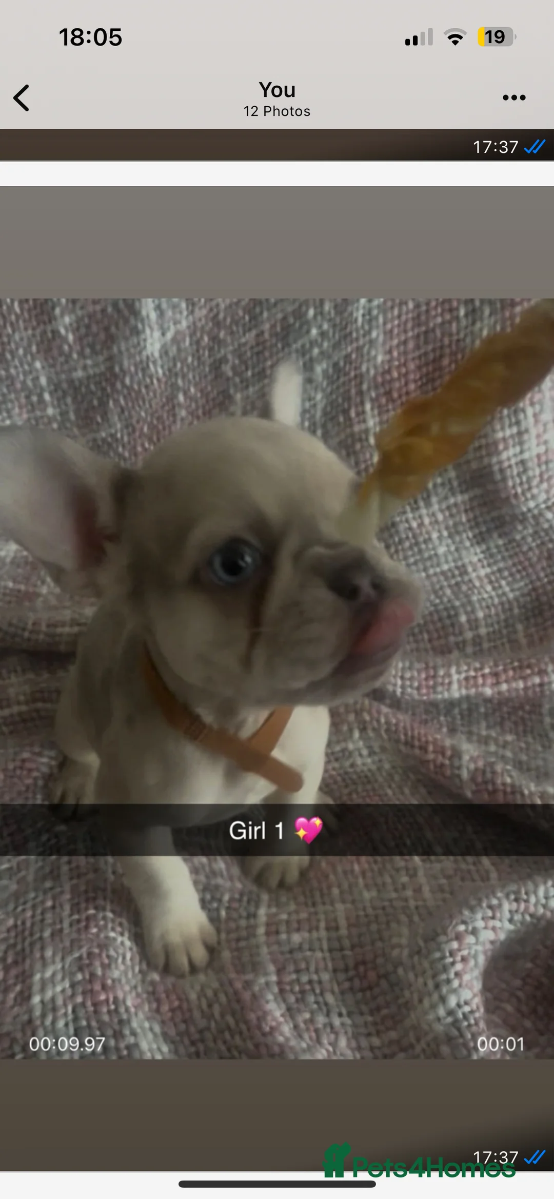 French Bulldog dogs for sale: Stunning French bulldog pups  in Middlesbrough - Advert 2
