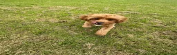 Cavapoo dogs for stud: Cavapoo Proven Stud  - Advert 7