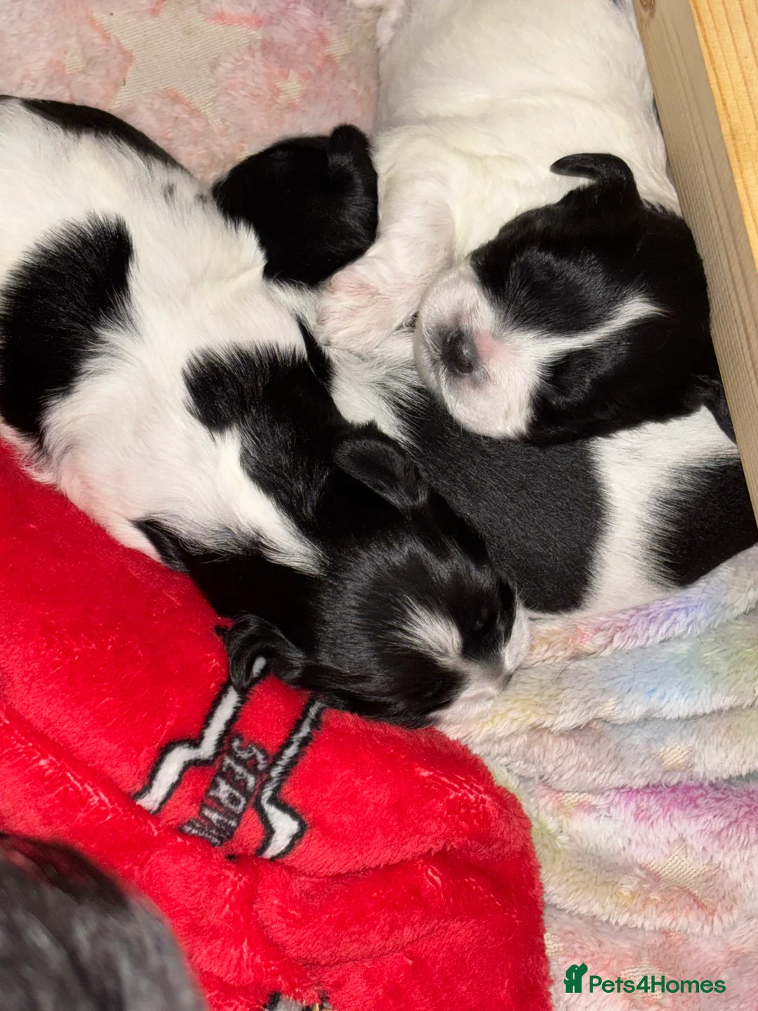 Mixed Breed dogs for sale: Mixed breed puppies  - Advert 2