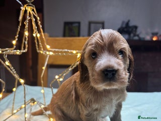 Cocker Spaniel dogs KC registered Health tested Show cocker spaniels - Advert 1