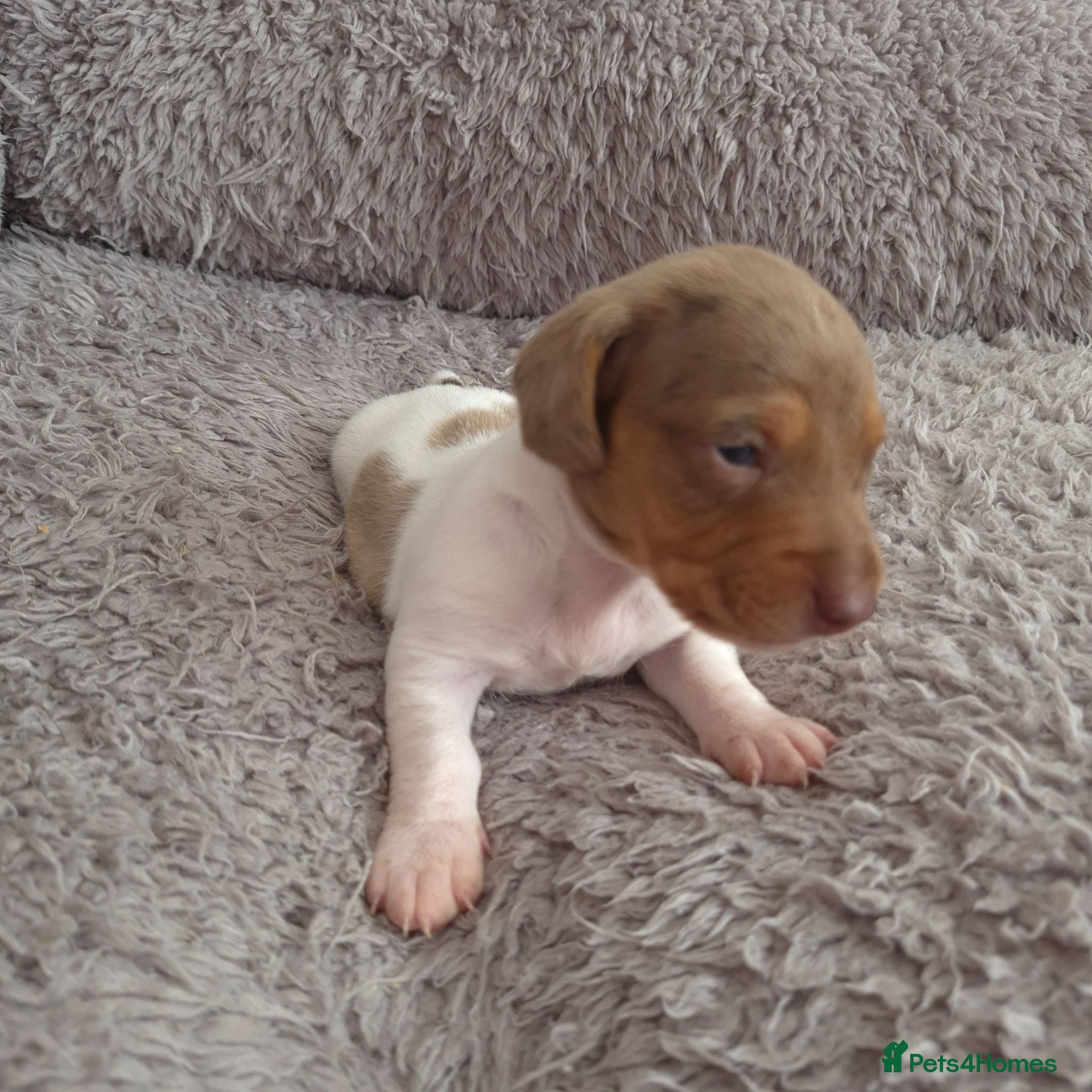 Dachshund dogs Miniature dachshunds 1 boy left  - Advert 1