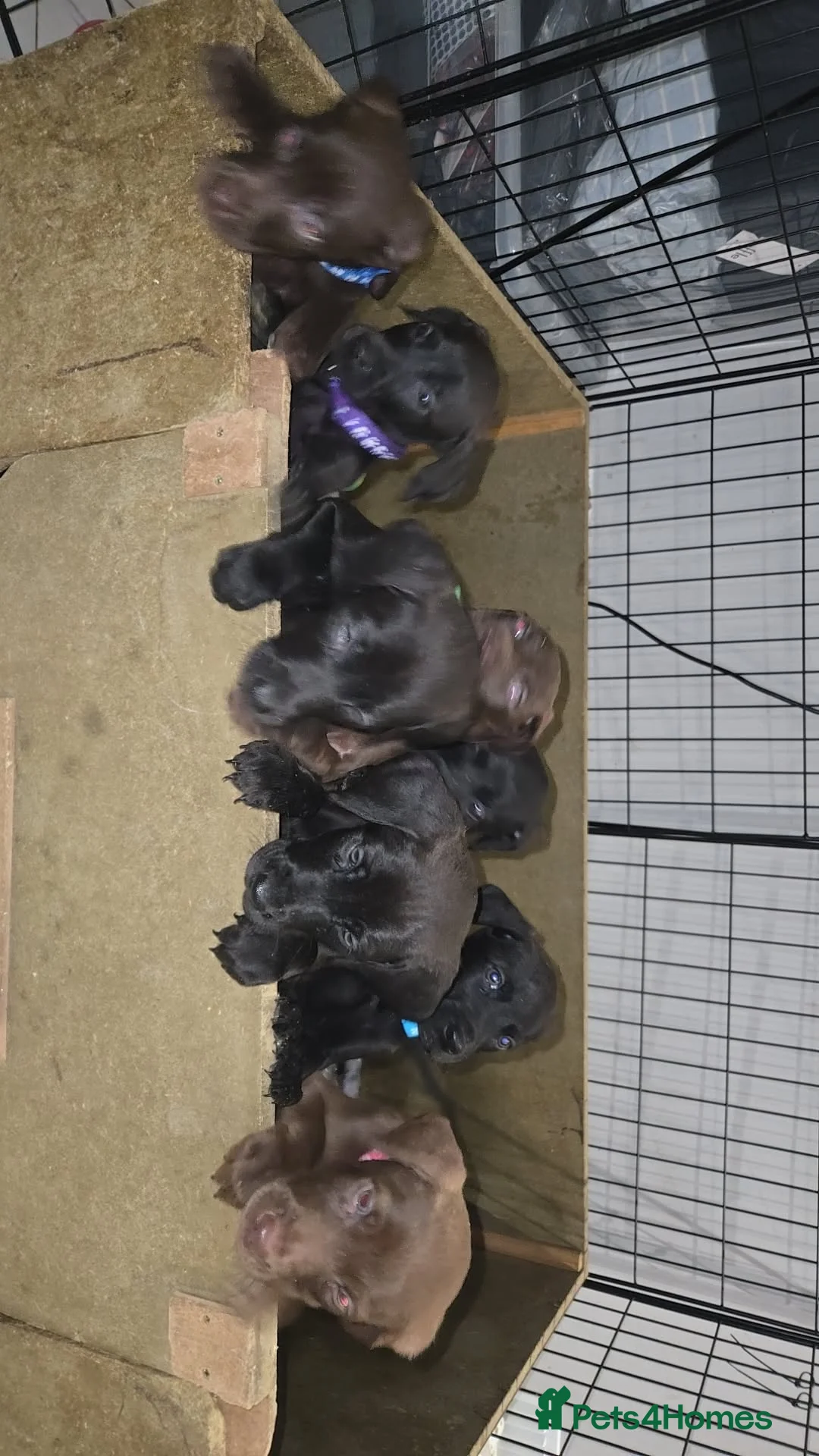 Mixed Breed dogs for sale: Doberman x Weimaraner Cross - Advert 17