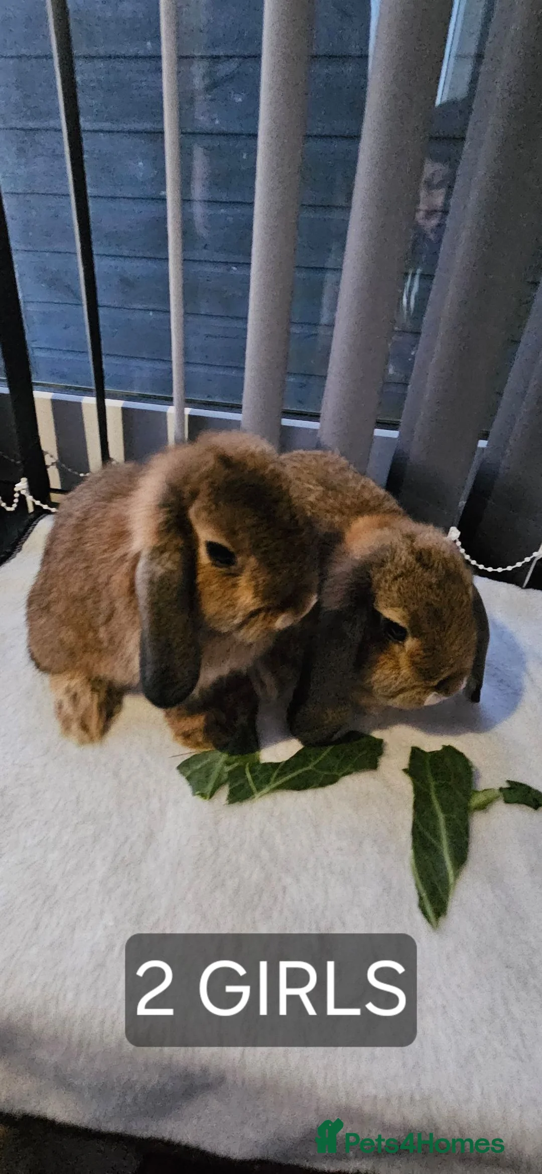 Mini Lop rabbits for sale: Mini Lops - Advert 2