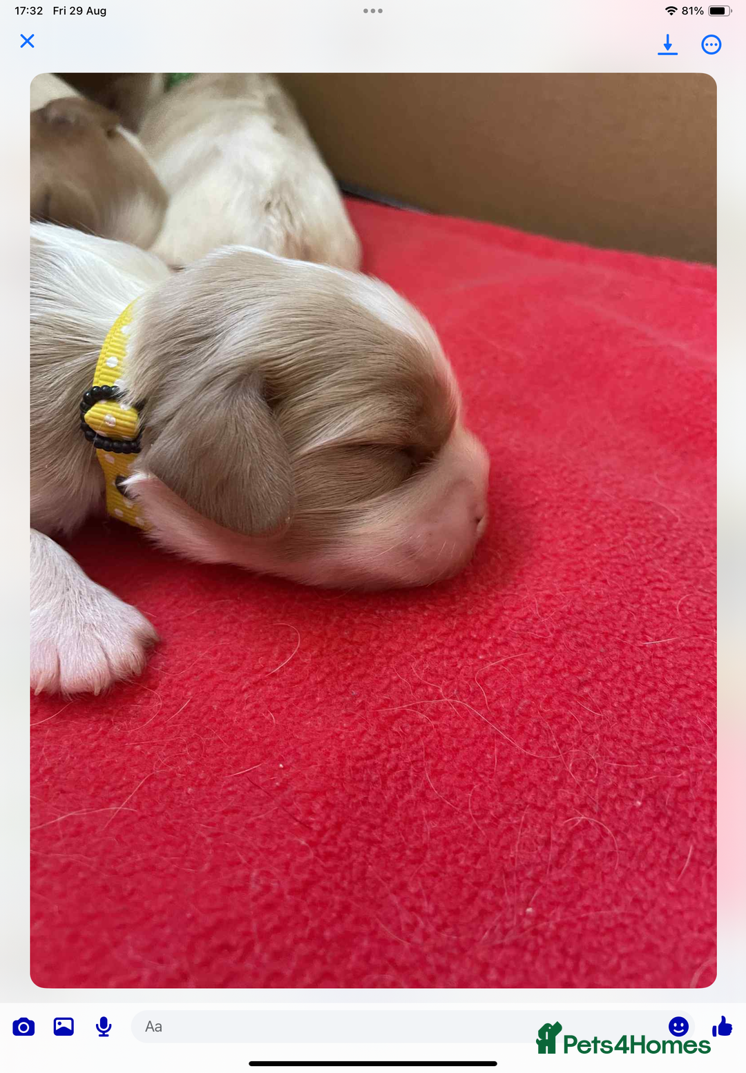 Cavalier King Charles Spaniel dogs for sale: Cavalier King Charles spaniel  - Image 30