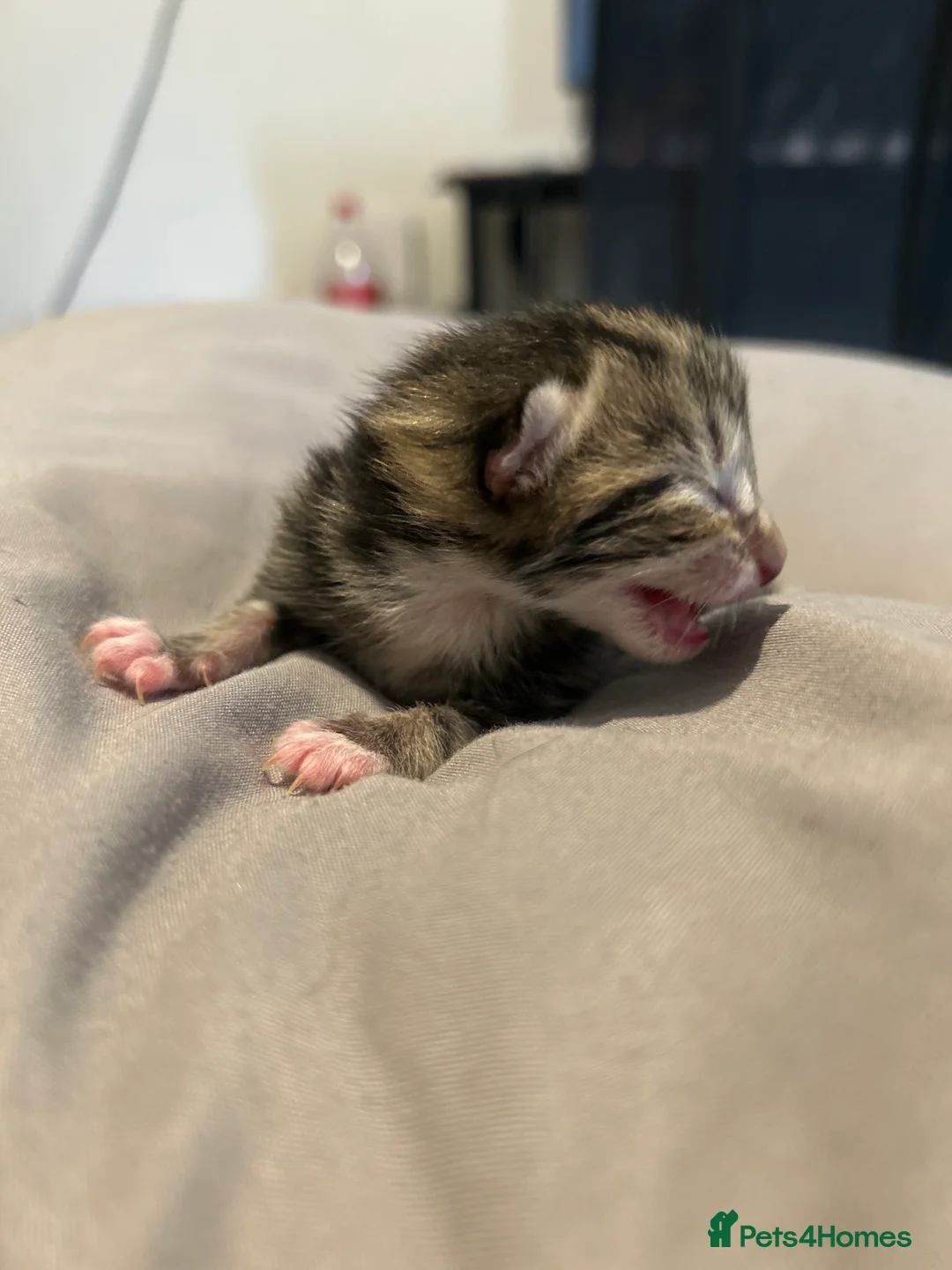 Mixed Breed cats for sale: Black Calico Tabby X American Wirehair Tabby - Advert 13