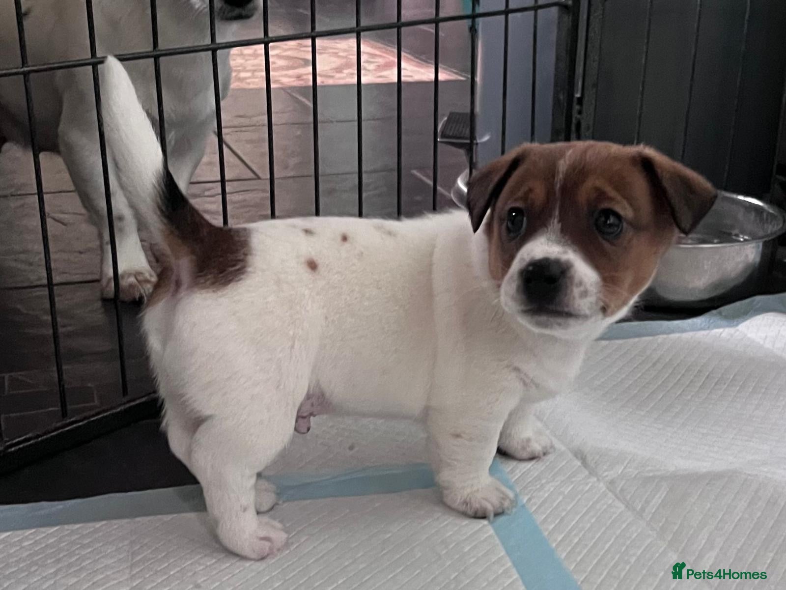 Jack Russell Puppy 1