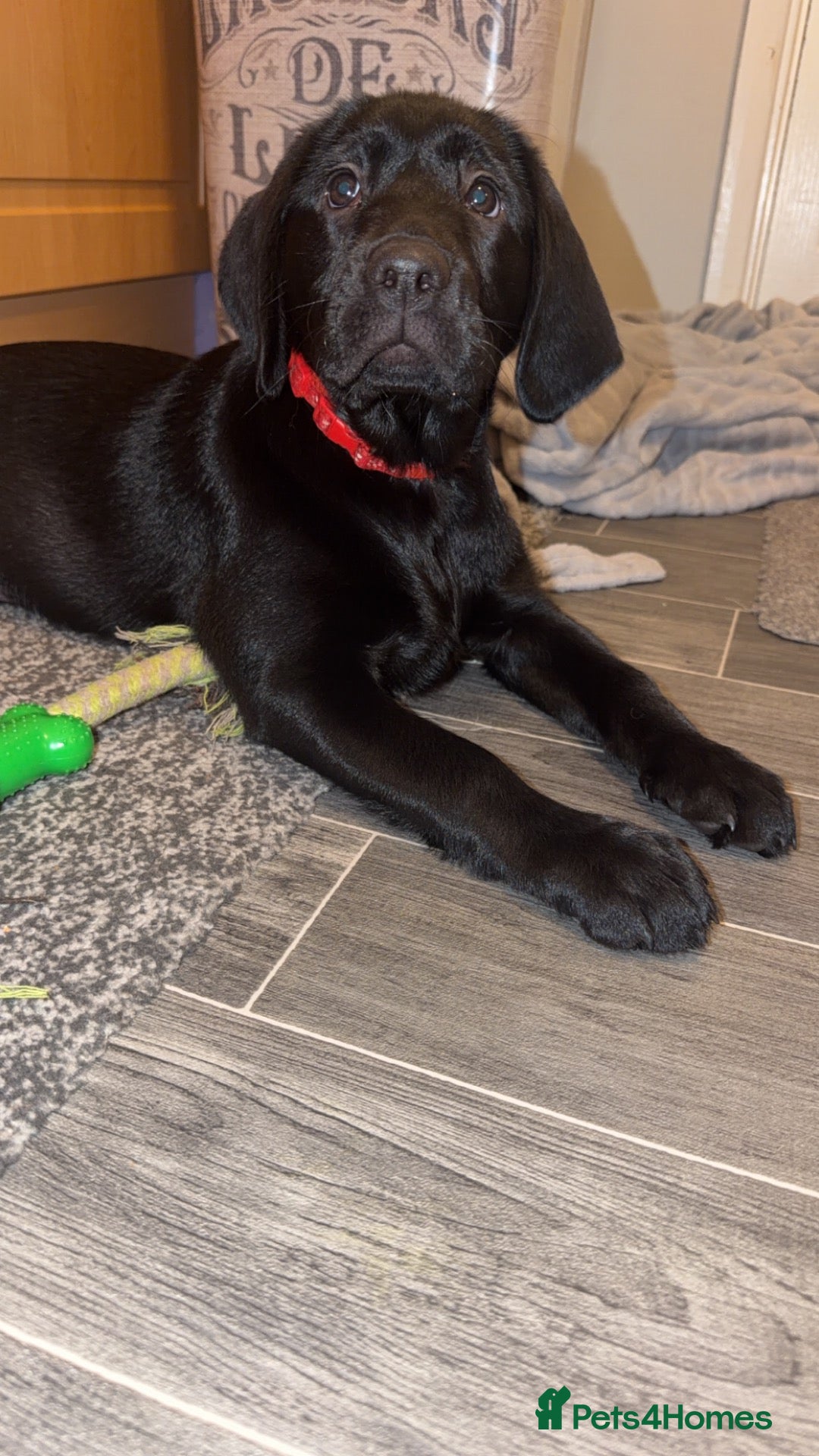Labrador Retriever dogs Last Beautiful Labrador champion bloodline pup - Advert 2