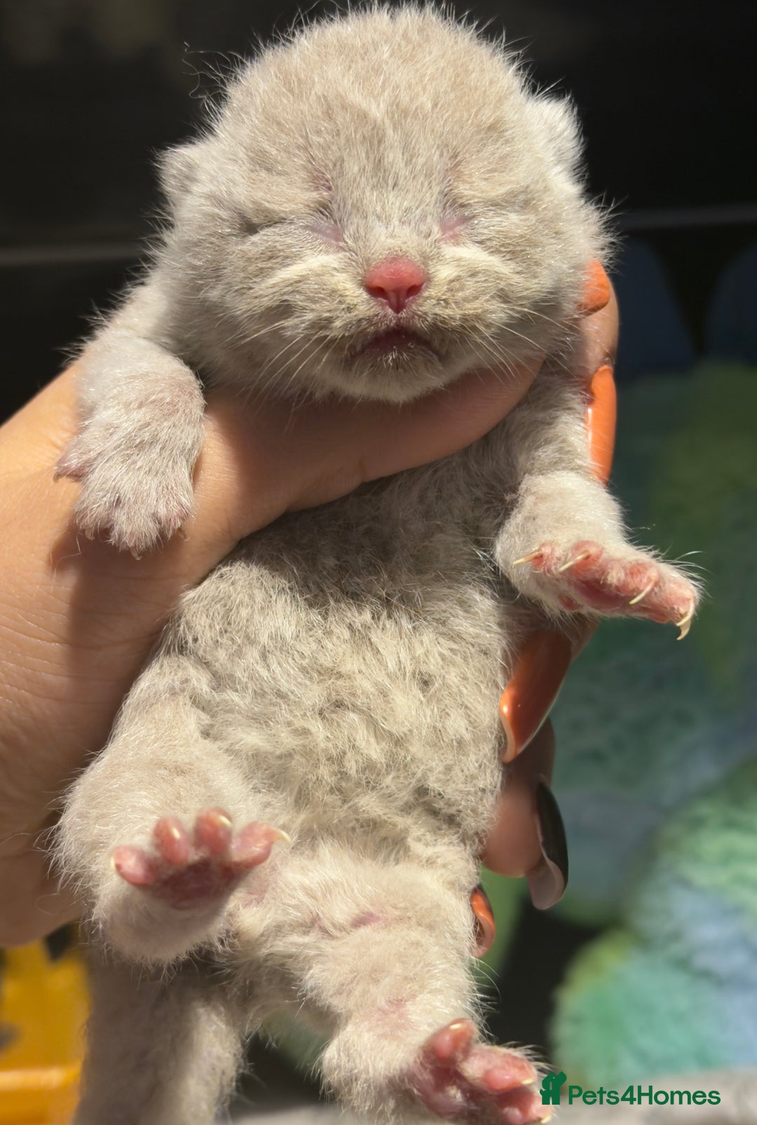 British Shorthair cats for sale: British Shorthair babies 💞💞💞 - Image 4