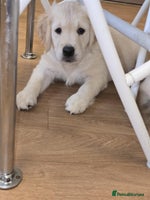 Golden Retriever dogs - Advert 1