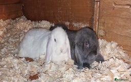 Mini Lop rabbits for sale: Mini lop boys for sale - Image 4