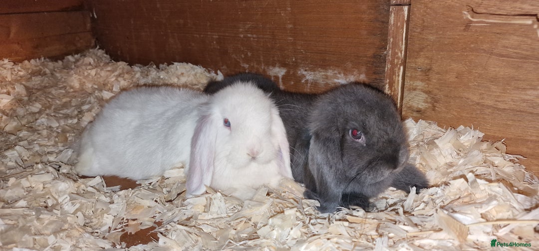 Mini Lop rabbits for sale: Mini lop boys for sale - Image 4