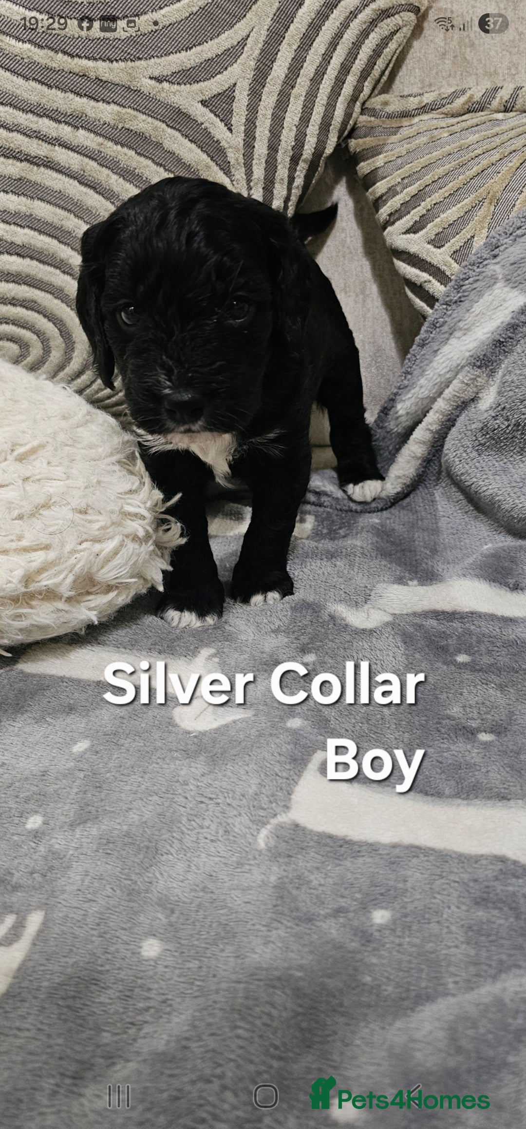 Cockapoo dogs for sale: Beautiful Merle Cockapoo puppies - Advert 8