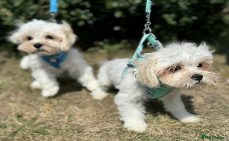 Maltese dogs - Advert 6