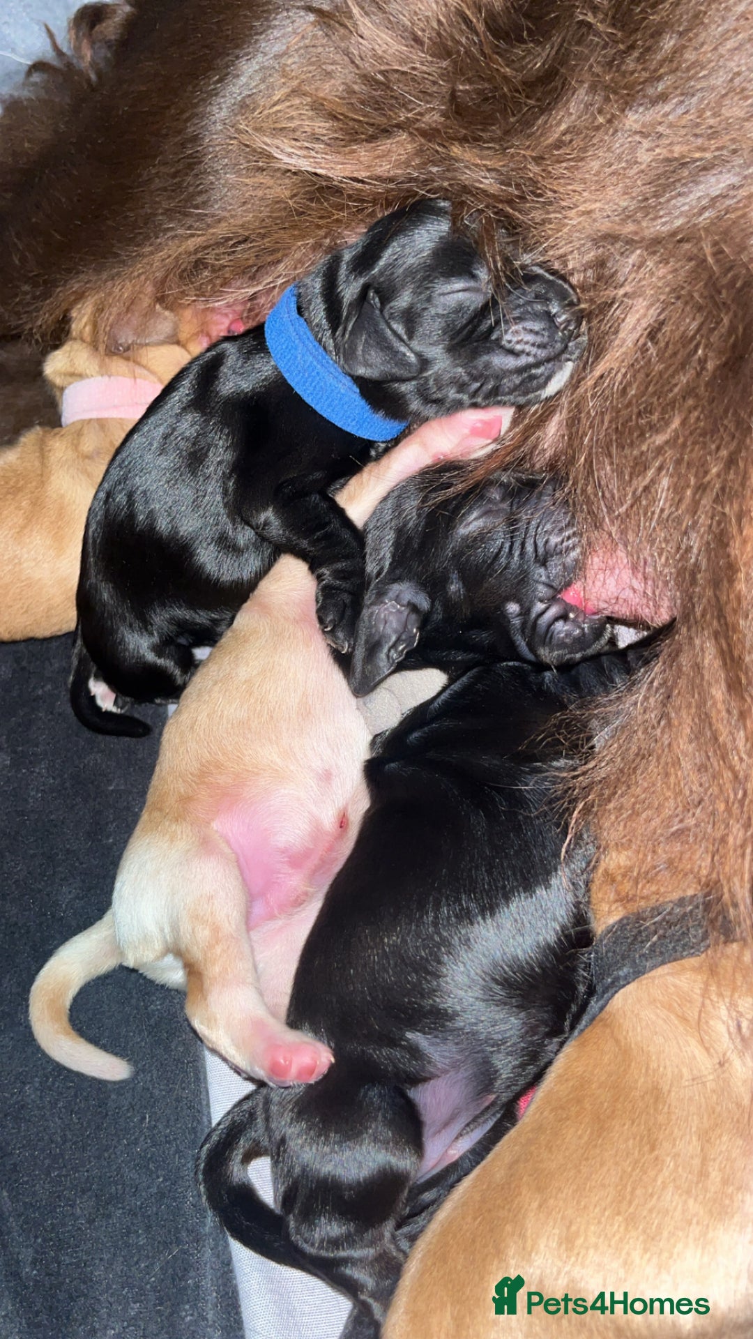 Sprocker dogs for sale: 9 gorgeous Sprocker pups - Image 32
