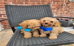 Cavapoo dogs for sale: F1b red cavapoo  - Image 18
