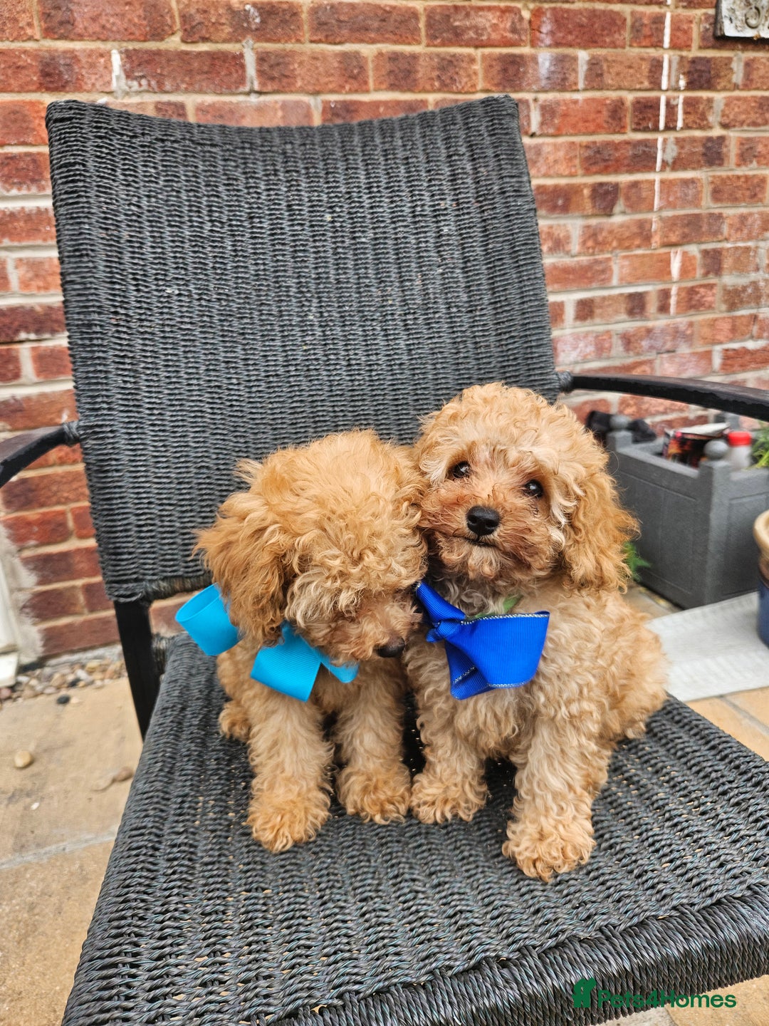 Cavapoo dogs for sale: F1b red cavapoo  - Image 18