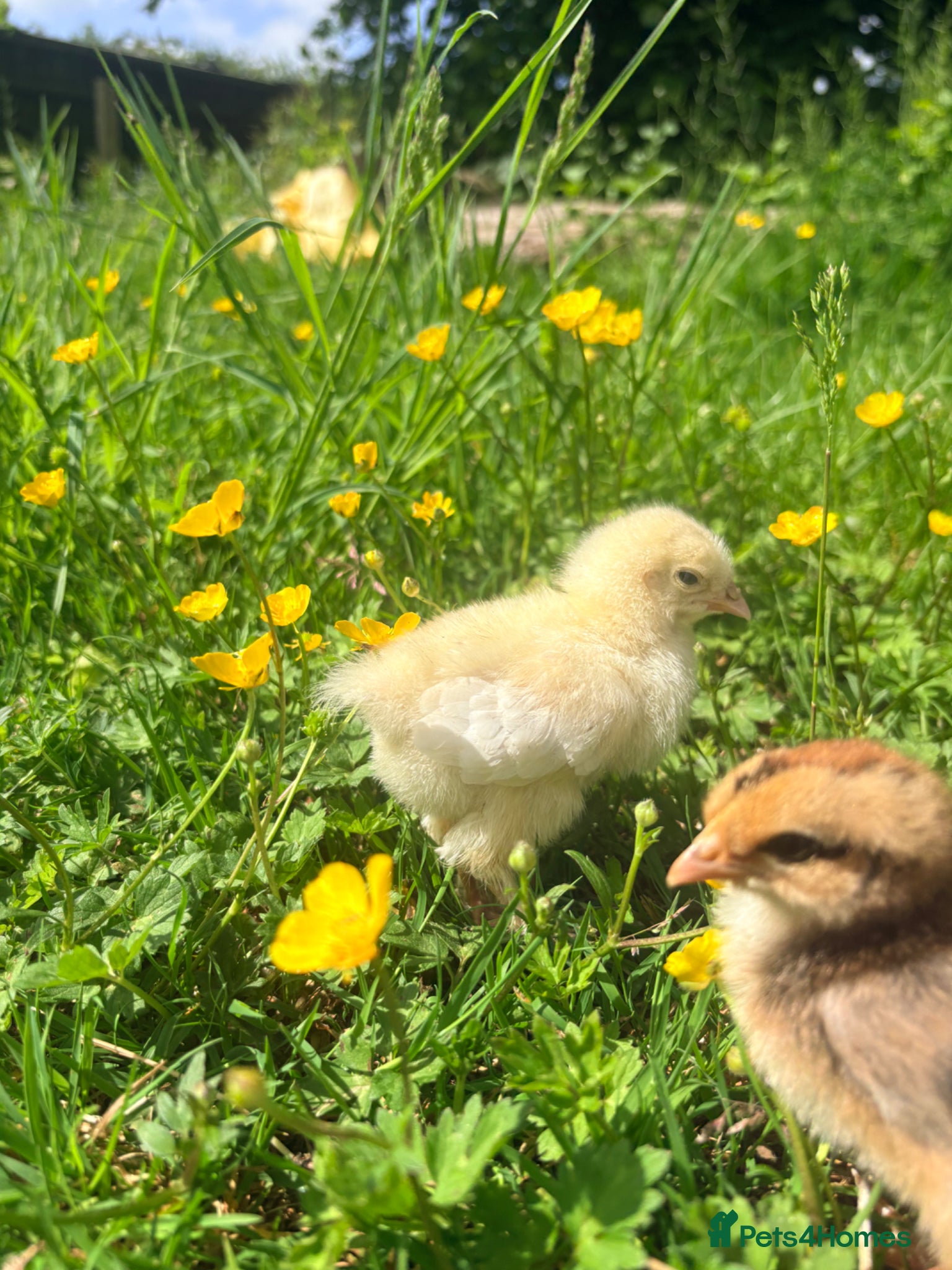 Chickens poultry Brahma,buff Orbington chick,Sebastopol Gosling and - Advert 1