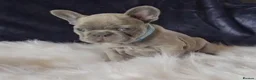 French Bulldog dogs for sale: 🐶💜 KC Registered French Bulldog Puppies - Advert 19
