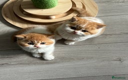 British Shorthair cats for sale: Chunky Red and White British Shorthair TICA - Image 15