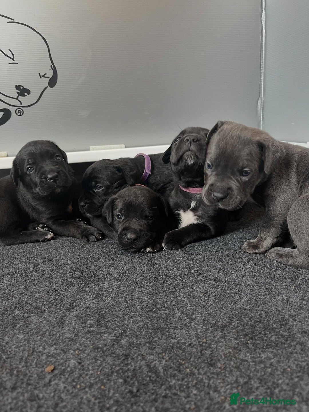Cane Corso dogs for sale: Amazing Cane Corso puppies - Advert 9