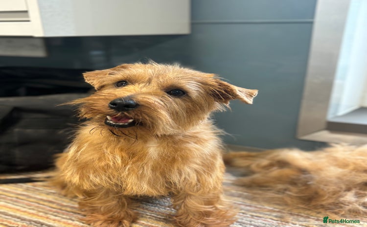 Norfolk Terrier dogs - Advert 1