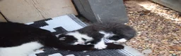 Mixed Breed cats for sale: 3 of the fluffiest, friendliest kittens for sale! - Advert 21