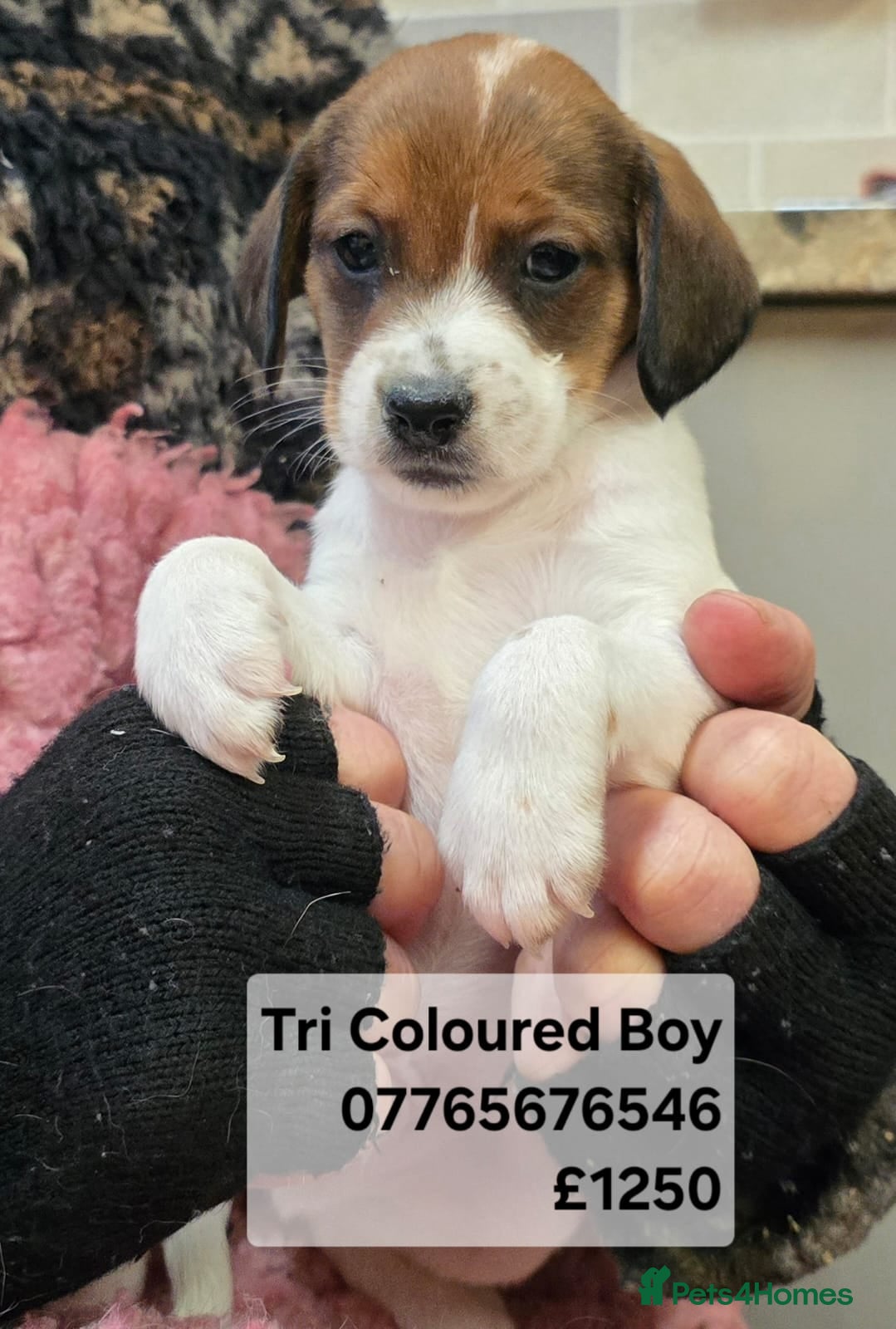 Mixed Breed dogs Jackapoo Puppies Homebred Ready To View Licenced  - Advert 5