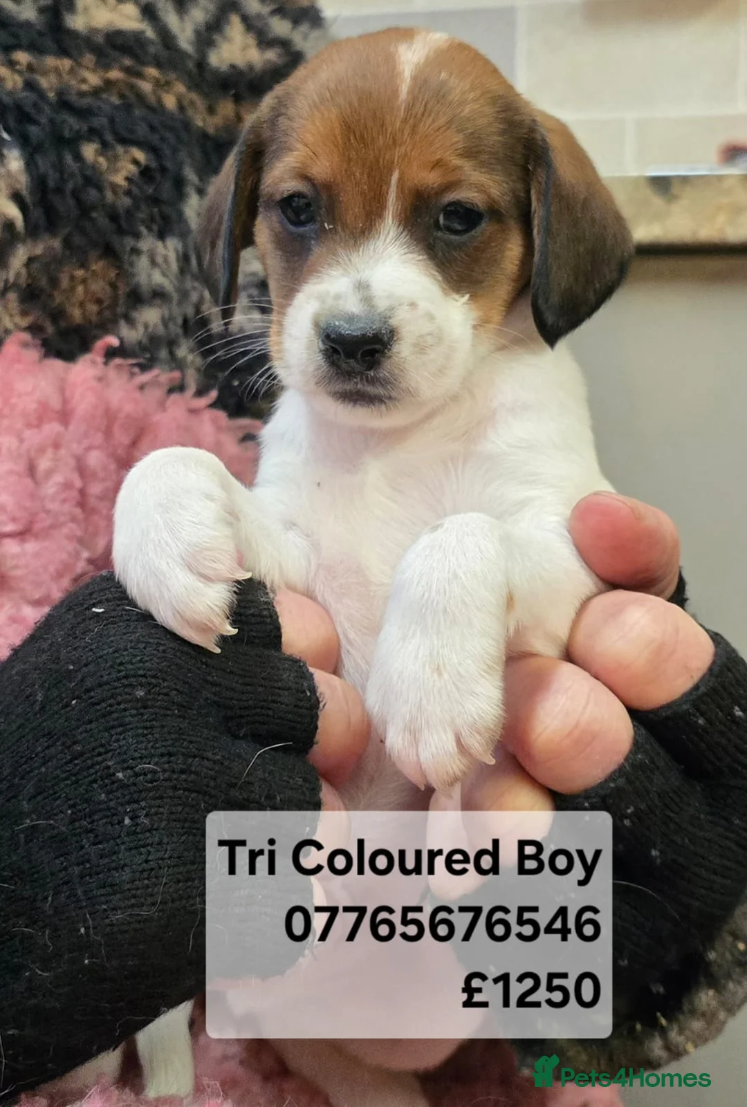 Mixed Breed dogs for sale: Jackapoo Puppies Homebred Ready To View Licenced  - Advert 5