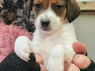 Mixed Breed dogs Jackapoo Puppies Homebred Ready To View Licenced - Advert 5